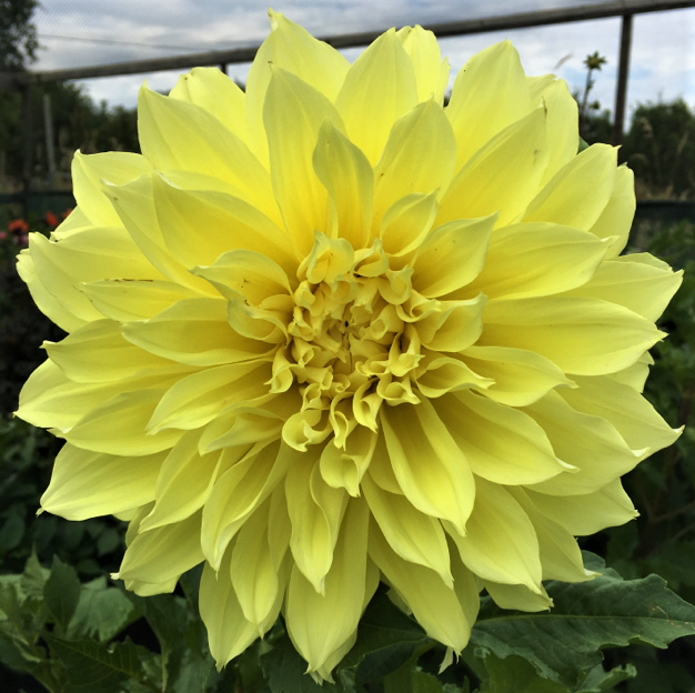 Dahlia Kelvin Floodlight